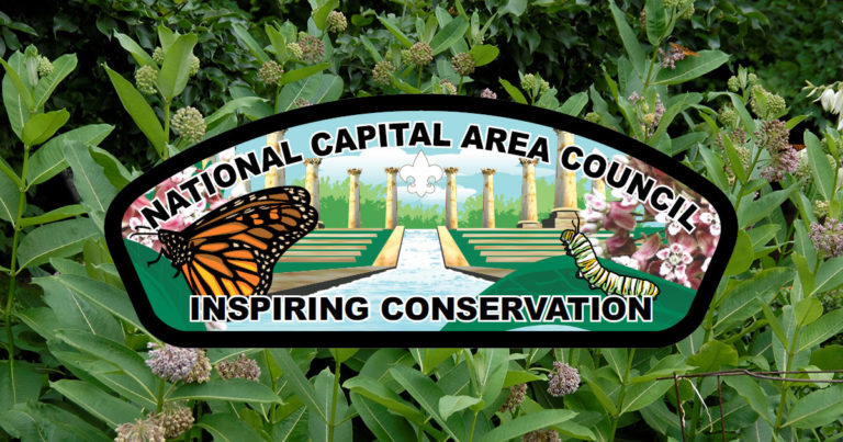 Milkweed for Monarchs: Behind D.C.-area Scouts’ effort to save butterflies